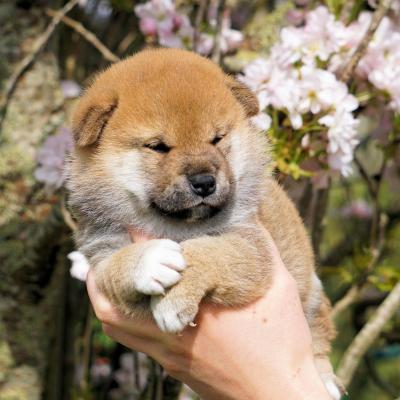 shiba inu puppy dans les sakura