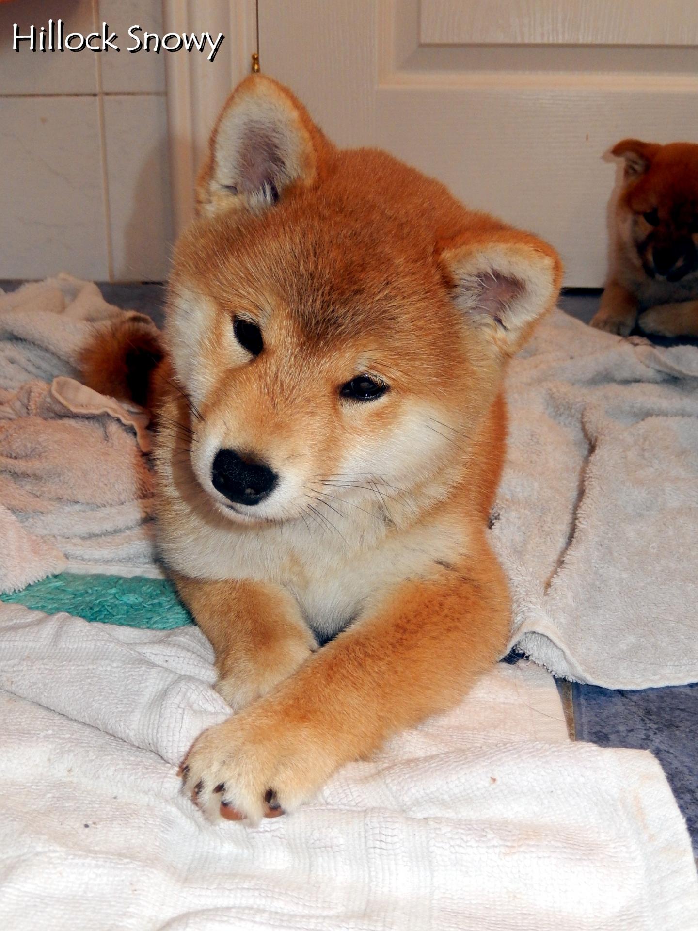 Caract re du shiba inu